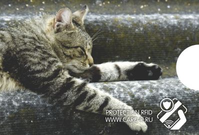 картинка Экранирующий чехол "Полосатый кот" от магазина ПРОКАРД