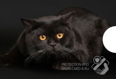картинка Экранирующий чехол "Черный кот" от магазина ПРОКАРД